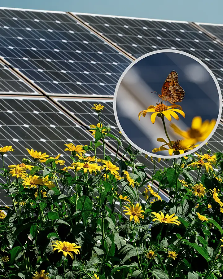 Pollinator Solar Solar Farm Pollinator Habitats IL | Solar Farm Vegetative Screening